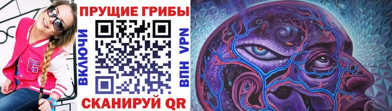 Купить где  Кодинск  Галлюциногенные грибы прущие грибы 